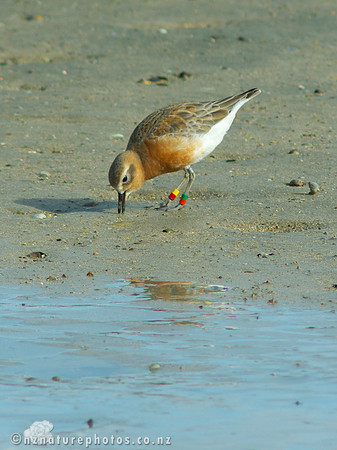NZ Dotterel- Urupukapuka Island