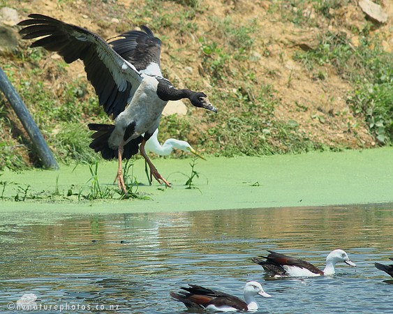 Magpie Goose