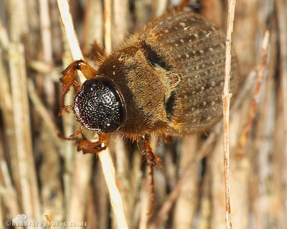 Yellowspotted chafer