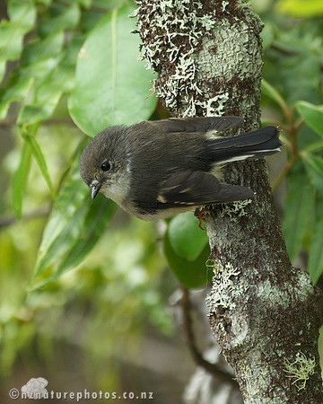 Female Miromiro