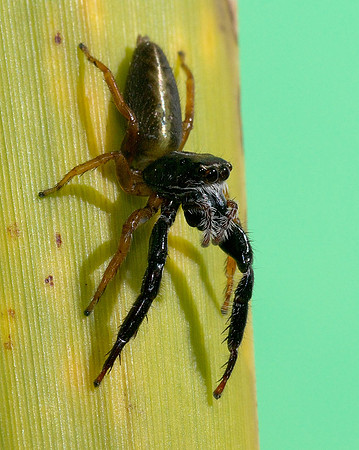 Trite planiceps