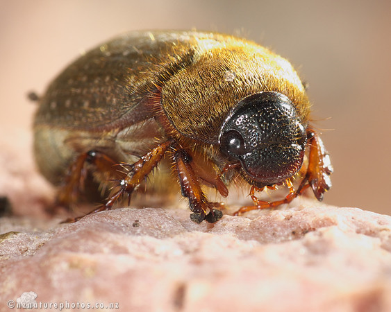 Yellowspotted Chafer
