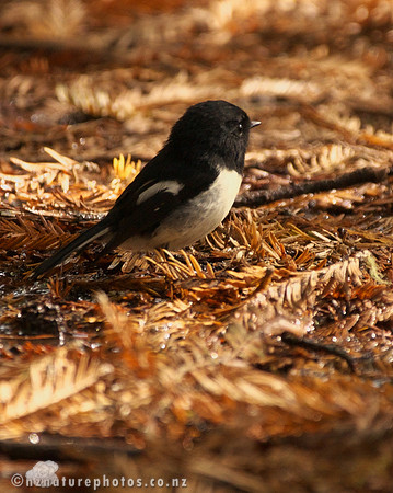 Male Miromiro