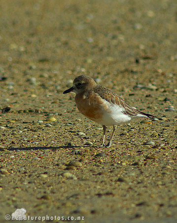 NZ Dotterel- Urupukapuka Island