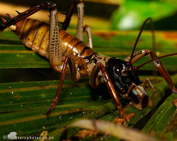#3 Male Bush Weta