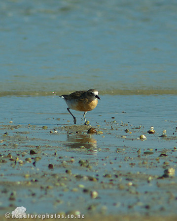 NZ Dotterel- Urupukapuka Island