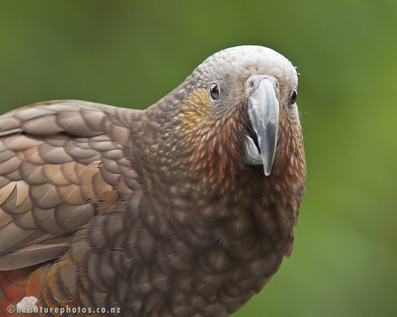 Kaka