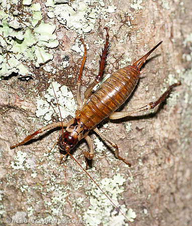 #7 Female Bush Weta