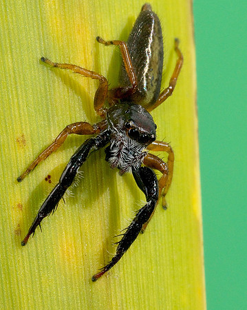 Trite planiceps