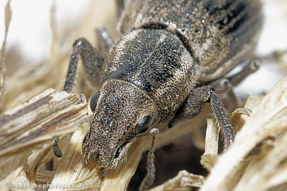 Weevil