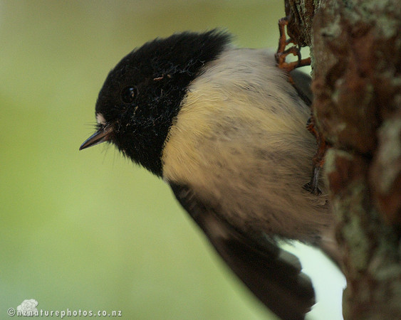Male Miromiro