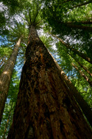 Redwoods