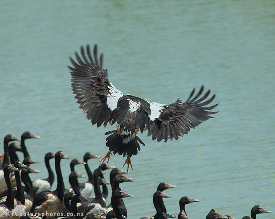 Magpie Goose
