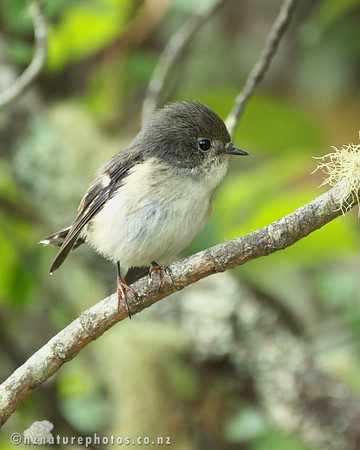 Female Miromiro