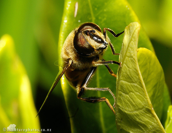 Hoverfly #1