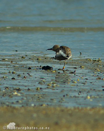 NZ Dotterel- Urupukapuka Island