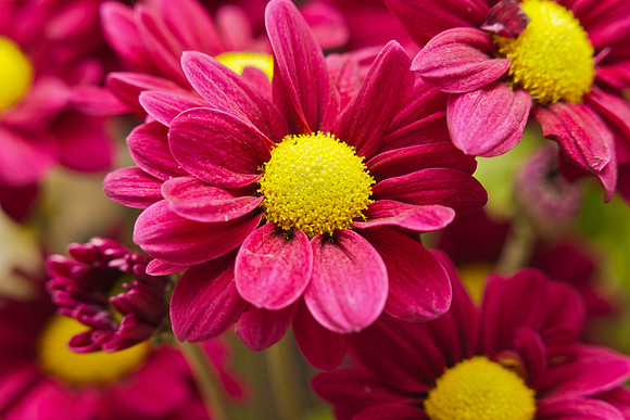 Pink and yellow