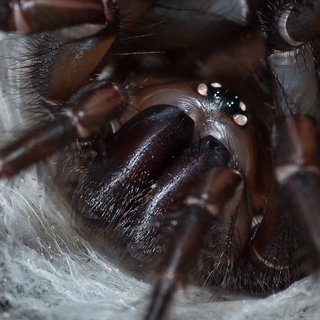 Tunnelweb