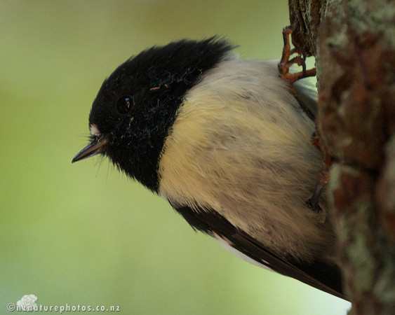 Male Miromiro