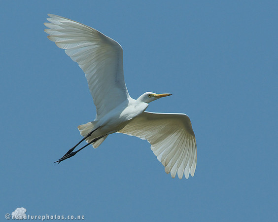 Flying White Heron