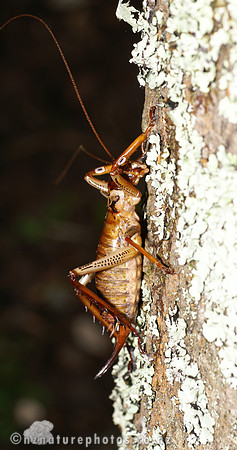 #5 Female Bush Weta