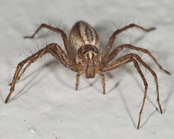 Lynx Spider