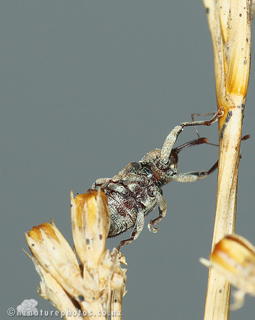 Weevil