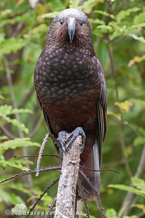Kaka