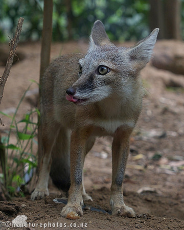 Corsac Fox