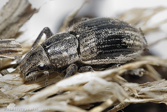 Weevil