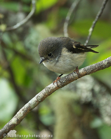 Female Miromiro