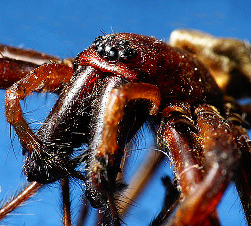 Male Cambridgea