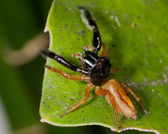 Trite planiceps