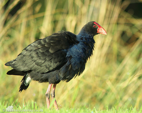 Pukeko