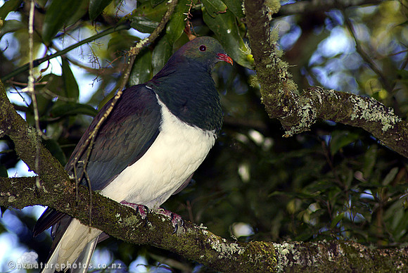 Kererū