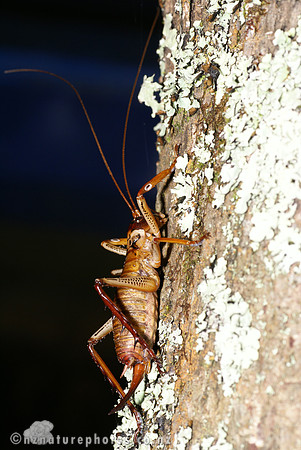 #4 Female Bush Weta