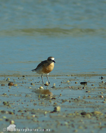 NZ Dotterel- Urupukapuka Island