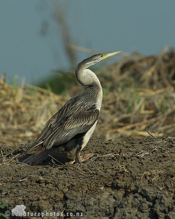 Australian Darter