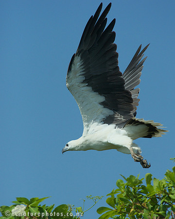 Sea Eagle