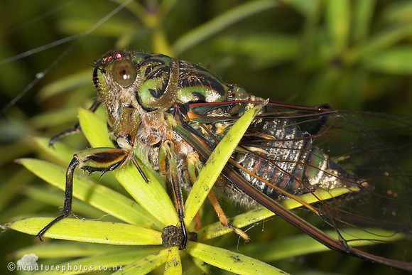 cicada