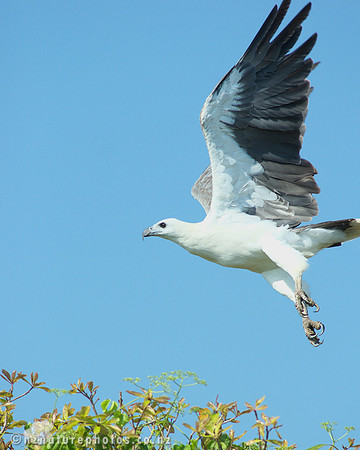 Sea Eagle