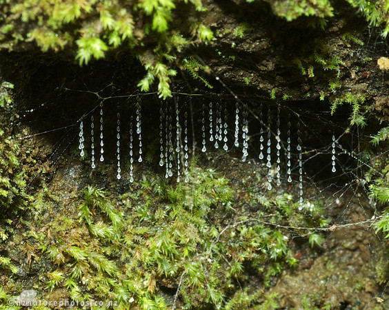 Glow-worm Larvae