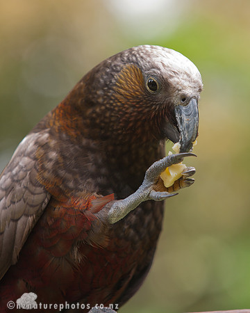 Kaka