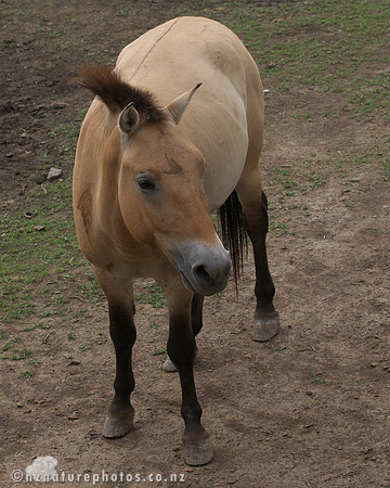 Przewalski's Horse