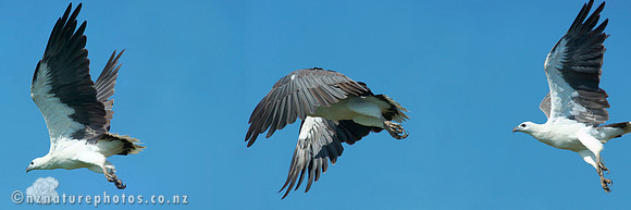 Sea Eagle Panorama