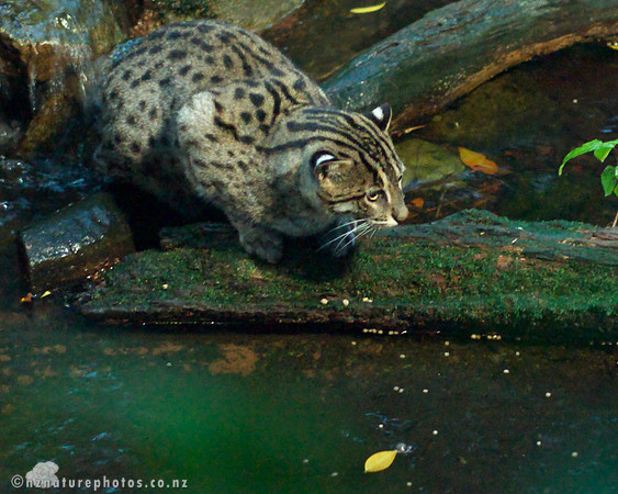 Fishing Cat