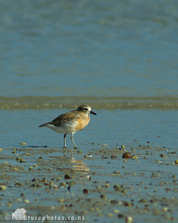 NZ Dotterel- Urupukapuka Island