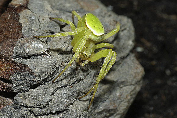 #9 Green Orb-Web Spider