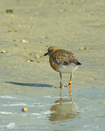NZ Dotterel- Urupukapuka Island