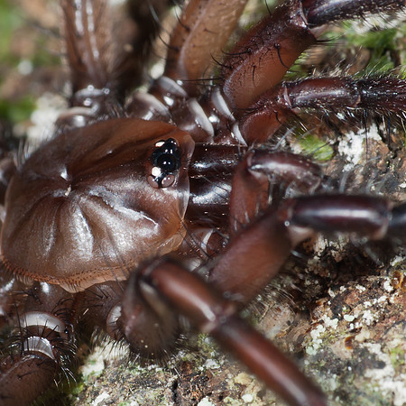 Tunnelweb